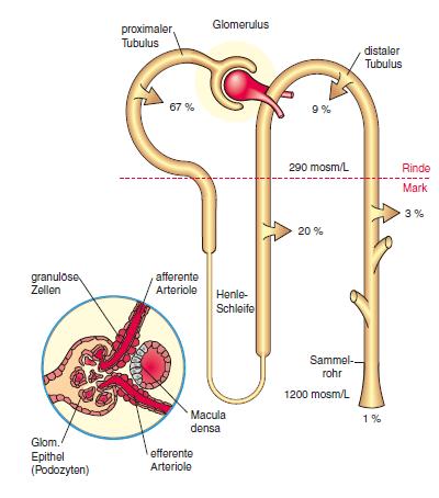 Pathophysiologie der Nierendurchblutung (RBF) Nierendurchblutung Autoregulation: tubulo-glomeruläre Feedback (TGF) Dt ~ 1min Lumen