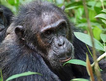Hier ist ein Teil des urwüchsigen Primärregenwaldes noch erhalten und mit etwas Glück kann man verschiedene Primaten, darunter Schimpansen, entdecken.