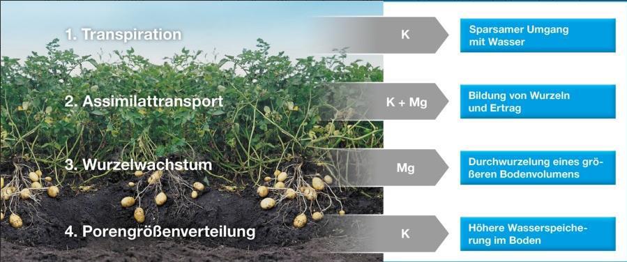 Funktion von Kalium + B Ein Mangel an K, Mg und/oder B führt zu einem Zuckerstau im Blatt, der die Pflanze