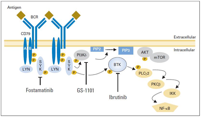 B-cell-receptor pathway inhibitors