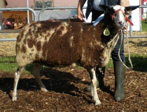 Der Rücken ist lang, fest und gerade, die Kruppe leicht abschüssig und nicht zu kurz. Das Schaf ist gut bemuskelt und die Gliedmaßen weisen eine korrekte Stellung und straffe Fesseln auf.