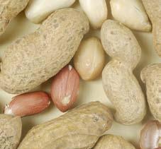Deutschland importiert Erdnüsse zu knapp 80 Prozent als Erdnusskerne und nur gut 20 Prozent als Erdnüsse in der Schale.