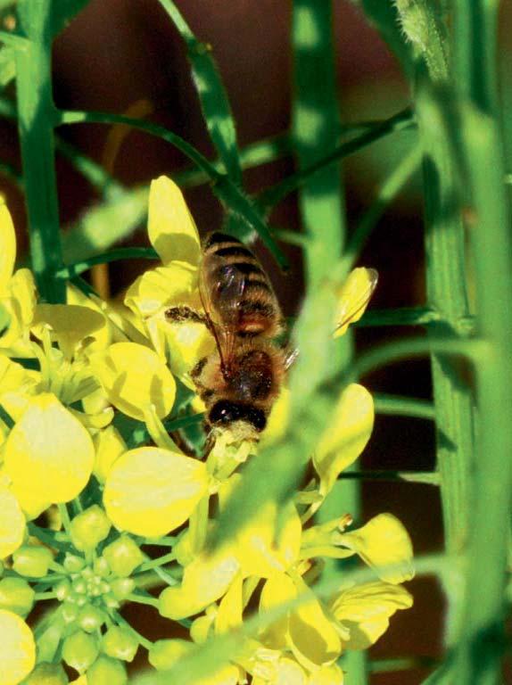111 In dieser Ausgabe: Der Winter naht Gedanken und Betrachtungen zum laufenden Bienenjahr.......................... 112 Leserbrief: Spannungsfeld zwischen Natur-/ Arten- und Denkmalschutz.