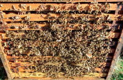 langlebigen Winterbienen erbrütet; deren Aufgabe es ist, das Volk über den Winter zu bringen und im Frühjahr Brut aufzuziehen.