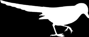 SAATKRÄHE (Corvus frugilegus) Erkennungsmerkmal der Saatkrähe ist ihr federloser