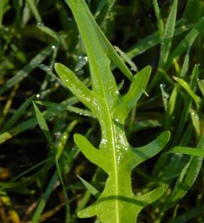 Ausläufer-Straußgras (Agrostis stolonifera) Breit-