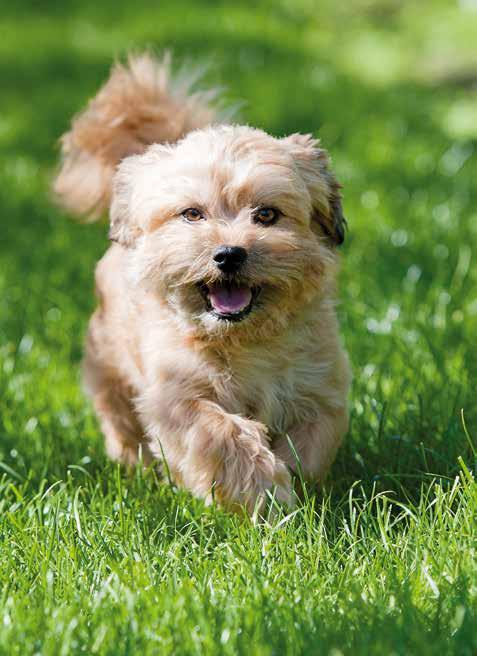 Dog 7 Balance MINI CROQUETTE: liefert alle Nährstoffe, die speziell kleine Hunde bei normaler Aktivität benötigen, um gesund und leistungsfähig zu bleiben.