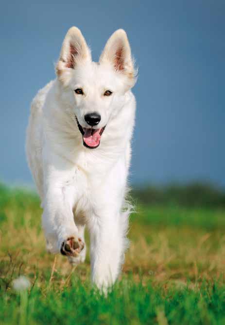 Dog 7 Balance COMPLETE: liefert alle Nährstoffe, die der Hund bei normaler Aktivität benötigt, um gesund und leistungsfähig zu bleiben.