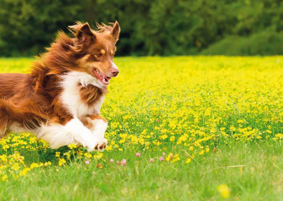 Die auf der speziellen Rezeptur basierende besondere Verträglichkeit (ohne glutenhaltiges Getreide) ist die Grundlage für aktive und gesunde Hunde.