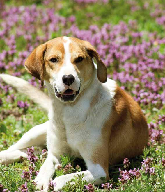 (Selected Proteins). Dog 7 Balance HYPO-ALLERGENIC: verzichtet auf sämtliche Getreide-Komponenten, die beim Hund durch ihren Glutengehalt zu Allergien führen können.