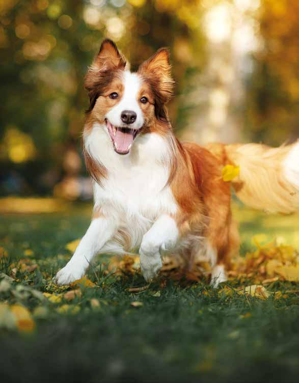 Hunde können auf bestimmte Zutaten und Nährstoffe mit Nahrungssensibilitäten und allergischen Reaktionen reagieren.
