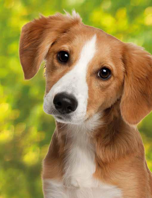 Dog 7 Balance JUNIOR SELECT: verzichtet speziell auf glutenhaltiges Getreide, das beim Hund zu Allergien führen kann.