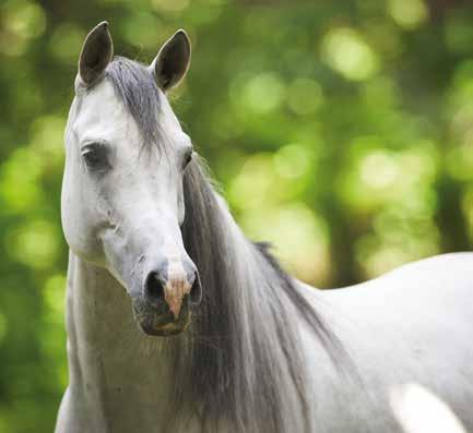 Well-Fit ernährt Pferde mit einem niedrigen Energiebedarf hochwertig und bedarfsgerecht.