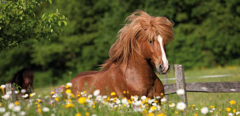 Well-Fit ist speziell haferfrei, um zu temperamentvollen Pferden entgegenzukommen, kann aber nach individuellem Bedarf auch gerne in Kombination mit Hafer gefüttert werden.