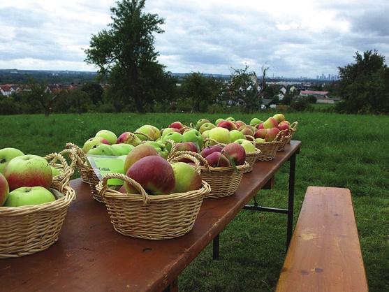 Streuobst mit Blick Richtung Frankfurt Reich gefüllt sind die Äpfelkörbe mit der Ernte von den heimischen Streuobstwiesen, die unsere Stadt ein Stück weit prägen.