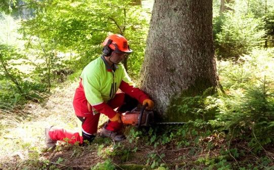 Die Forstwirtschaftliche Vereinigung Schwarzwald eg Ihr Waldbesitzerunternehmen Durch kommunale und private Waldbesitzer wurde der forstliche Zusammenschluss über Jahrzehnte entwickelt.