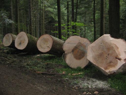 Ist Starkholzproduktion heute noch ein zeitgemäßes Ziel? Ein Denkanstoß von Ewald Elsäßer Zugegebenermaßen, gerade im Mittleren Schwarzwald eine durchaus provokative Überschrift.