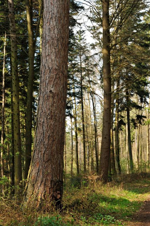 Im Ortenaukreis ist die Europäische Lärche mit einem Flächenanteil von knapp 2 % nur schwach vertreten. Der Holzvorrat beträgt aktuell rund 50.000 Fm.
