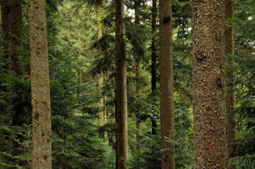 - Bäume mit Stockdurchmesser über 65 cm können nur mit besonderer Technik gesägt werden - Qualitätsverschlechterung bei zu langen Umtriebszeiten (Starkastigkeit, Wimmerwuchs / Ringschäle bei Tanne,
