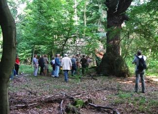 Oben: Herr Knüppel (Mitte) erläutert die Problematik der Hudewälder; Unten: Alteiche im Bestand Vor einer ca. 300jährigen Alteiche Im Bereich um Planken sind auf ca.