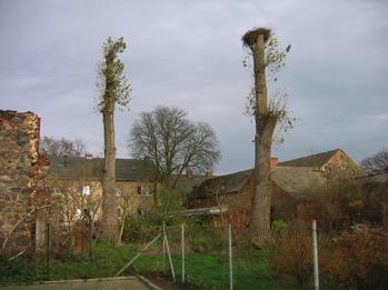 Das Colbitzer Storchenpaar bewohnt (oder jetzt richtiger bewohnte) seit 1994 regelmäßig sein Nest auf dem ehemaligen Heizungsschornstein der Colbitzer Schule.