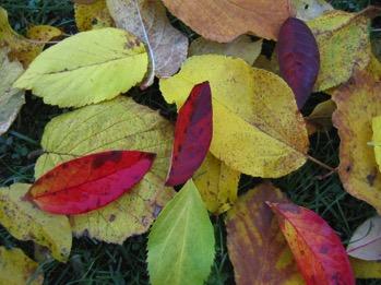 Preisfrage III In unserer letzten Preisfrage des Jahres wollten wir wissen, warum sich im Herbst die Blätter bunt färben.