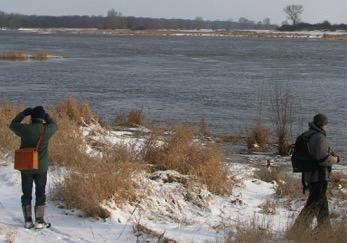 Wasservogelzählung Im Winterhalbjahr 2005/2006 wurden an der Elbestrecke von der Autobahnbrücke A 2 bis Heinrichsberg sechs Zählungen der Wasservögel durchgeführt.