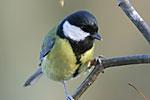 Insgesamt wurden 4.337 Vogelbeobachtungen von ca. 50 Arten gemeldet.