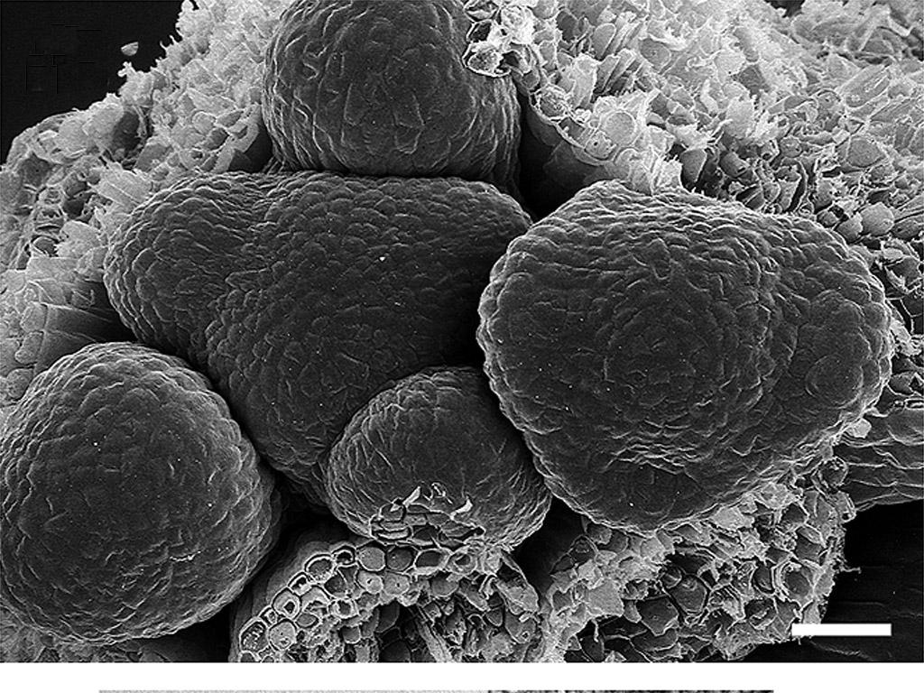 zone) RZ: Rippenmeristem (Rib