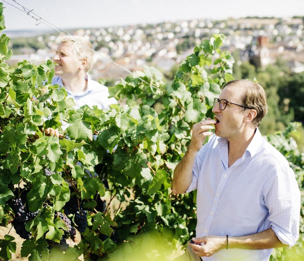 Im Weinberg verankert Deutschland ältestes Weingut in Familienbesitz Eines der ersten deutschen ökologischen