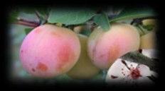 Frucht, platzfest GiSelA5 043058 S A U E R K I R S C H E N STANDARD schwach- mittelstark wachsend C 9,3 Liter Sauerkirschen - jetzt günstiger Schattenmorelle KiWo 6-7 bewährte Sorte, gute Ertäge