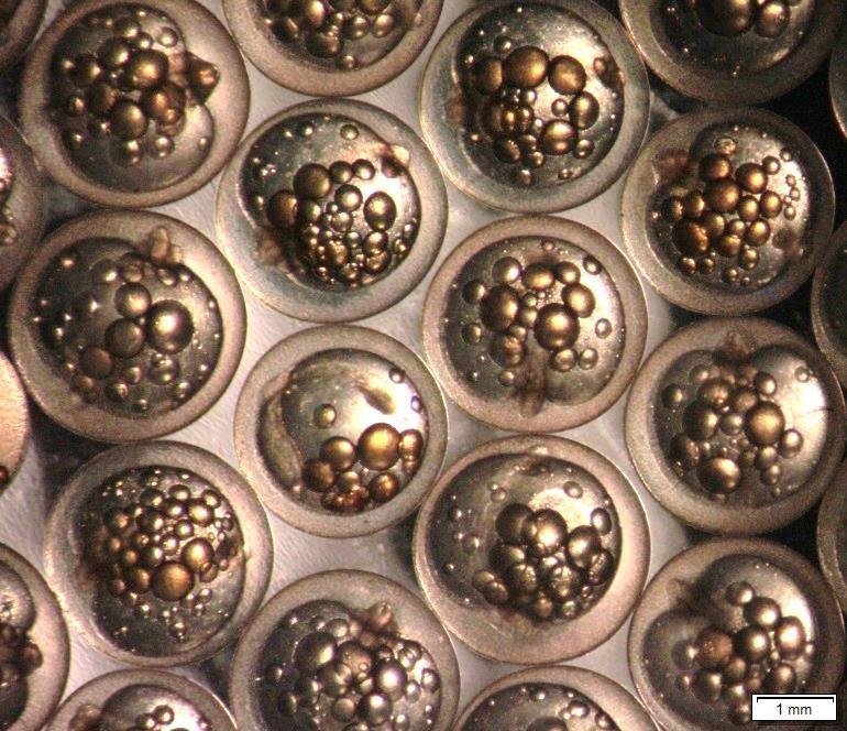 Abbildung 4: Sich in der Entwicklung befindende Eier von Coregonus maraena (31.