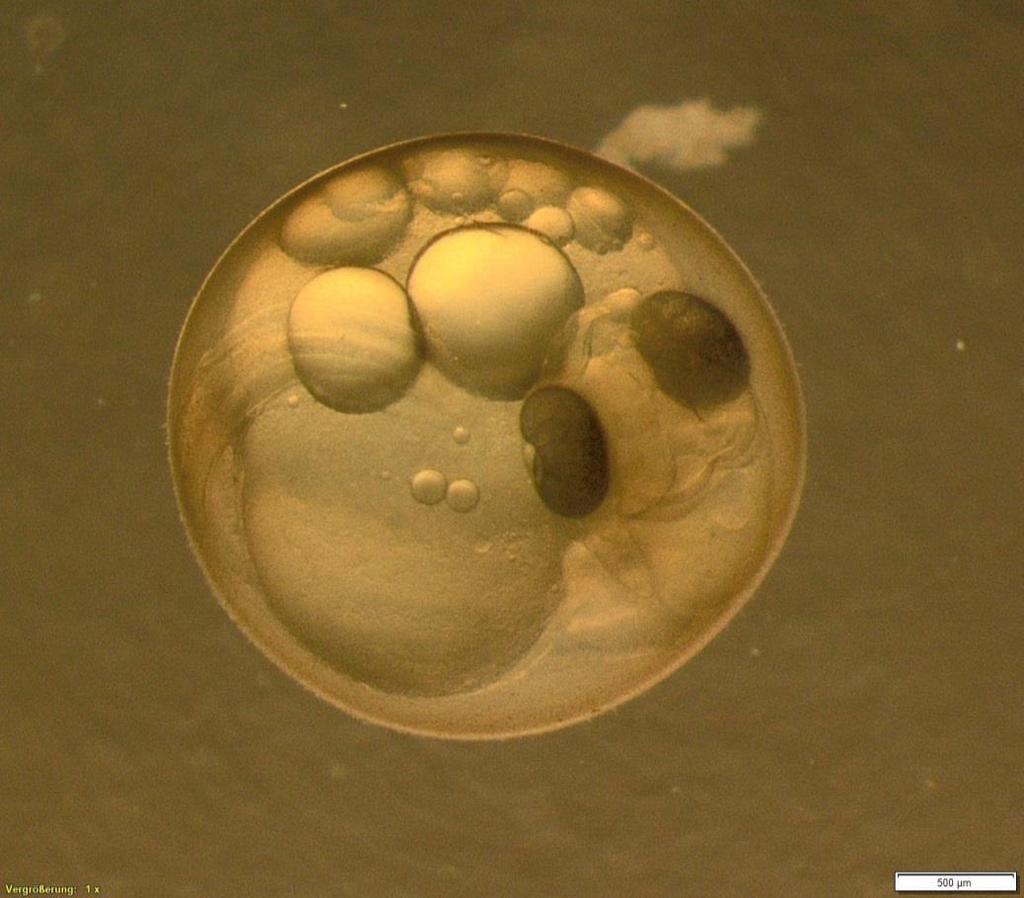 Abbildung 12: Eientwicklung vom Schnäpel (Augenpunktstadium) am 25.09.2015. Das Ei entstammt der erstmaligen Off-Season-Vermehrung in der Versuchsanlage Born. (Foto: N. Moog) 4.