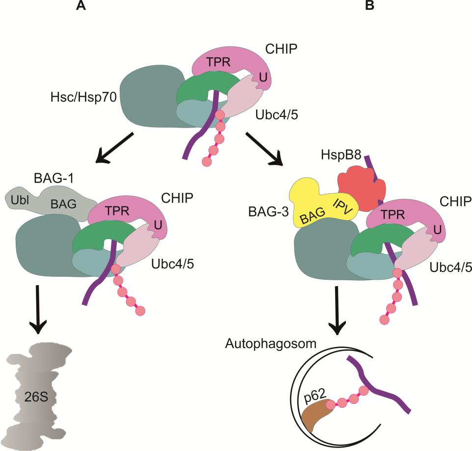 Einleitung Abbildung 2.6: Chaperon-vermittelter Abbau von Proteinen. (A) Chaperon-assistierter proteasomaler Abbauweg (CAP).