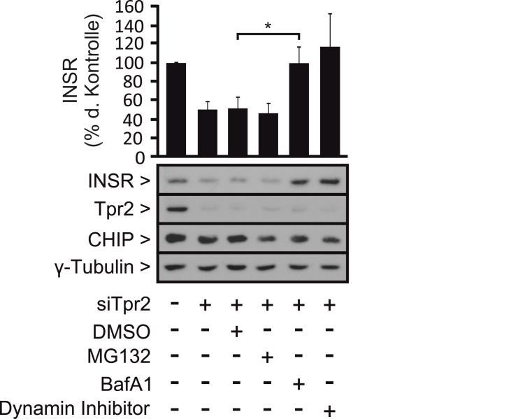 Ergebnisse Der lysosomale Abbauweg wurde durch Zugabe von Bafilomycin A1 inhibiert.