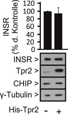 Ergebnisse Zellen mit His-getaggtem Tpr2 transfiziert und nach 48 Std. geerntet und analysiert. Mittels Western- Blot wurde die endogene Expression des INSR überprüft. Abbildung 4.