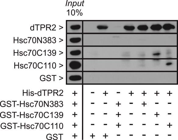 Ergebnisse Hierfür wurde aufgereinigtes His-getaggtes dtpr2 mit unterschiedlichen Domänen des humanen Hsc70-Proteins inkubiert, welche als GST-Fusionsproteine exprimiert wurden.