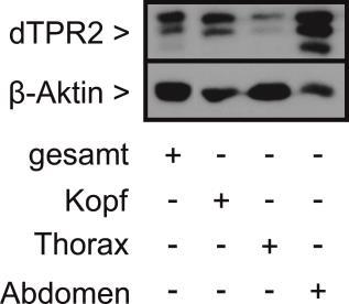 Ergebnisse 4.4 Analyse von Drosophila TPR2 in vivo Die in-vivo-analyse des Co-Chaperons dtpr2 wurde mit Hilfe des Modellorganismus Drosophila melanogaster durchgeführt.