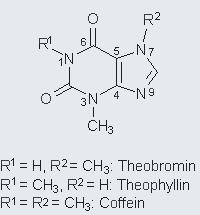 HPLC-Methodenentwicklung und anschließende Quantifizierung von Methylxanthinen in koffeinhaltigen Getränken 1 Theorie Theobromin und Koffein gehören neben Theophyllin zur Gruppe der Methylxanthine,