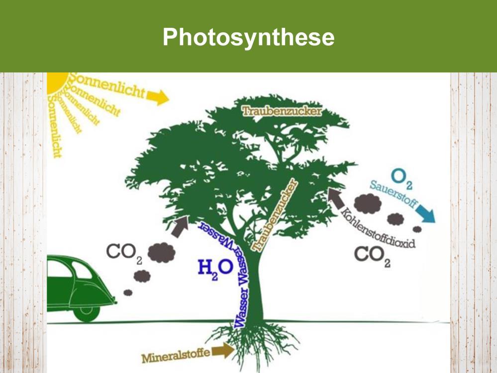Wieso also ist das Pflanzen von Baumen so wichtig? Weil die Bäume das CO2, das wir ausstoßen, aufnehmen können. Sie speichern das C, also den Kohlenstoff, im Holz, und geben Sauerstoff ab.