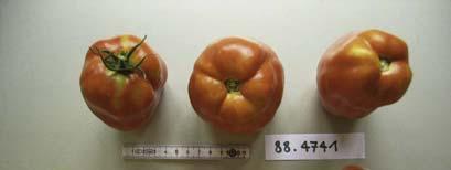 NAP 03-85 Tomaten Anbau 2007 Accenname: San Marzano Accenumb: 88.4741 Instcode: RAC Kalenderwoche Ertrag in kg Anzahl Früchte Durchschnittliches Gewicht in Gramm 30 2.335 42 56 31 2.978 51 58 32 1.