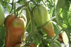 Accenname: San Marzano Accenumb: 88.4741 Instcode: RAC Bemerkungen: Süsse Pelatti Tomate mit hohem Trockensubstanz gehalt. Fleischig zart für Salate und zum Kochen.