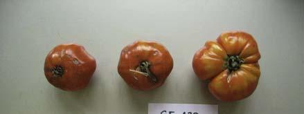 NAP 03-85 Tomaten Anbau 2007 Accenname: Bonner Beste Accenumb: GE-429 Instcode: PSR Kalenderwoche Ertrag in kg Anzahl Früchte Durchschnittliches Gewicht in Gramm 30 3.