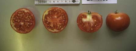 NAP 03-85 Tomaten Anbau 2007 Accenname: Fruchtaroma Accenumb: GE-1088 Instcode: PSR Kalenderwoche Ertrag in kg Anzahl Früchte Durchschnittliches Gewicht in Gramm 30 0 0 0 31 0.462 9 51 32 0.