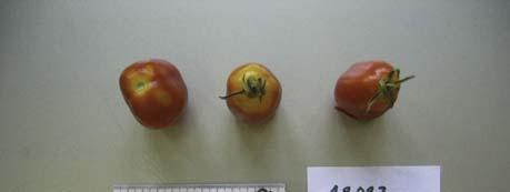 NAP 03-85 Tomaten Anbau 2007 Accenname: Roi Humbert Accenumb: 48082 Instcode: SAT Kalenderwoche Ertrag in kg Anzahl Früchte Durchschnittliches Gewicht in Gramm 30 1.275 25 51 31 0.757 17 45 32 0.