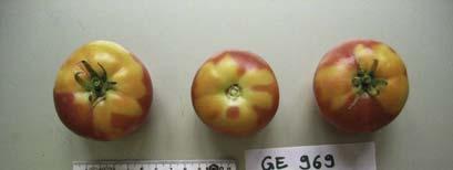 NAP 03-85 Tomaten Anbau 2007 Accenname: Mikado Accenumb: GE-969 Instcode: PSR Kalenderwoche Ertrag in kg Anzahl Früchte Durchschnittliches Gewicht in Gramm 30 0 0 0 31 2.738 32 86 32 1.182 12 99 33 0.