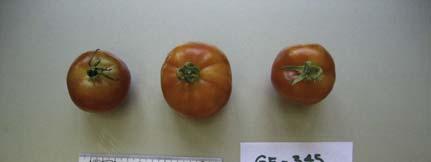 NAP 03-85 Tomaten Anbau 2007 Accenname: Pfirsichtomate Accenumb: GE-345 Instcode: PSR Abweicher Sortentyp Kalenderwoche Ertrag in kg Anzahl Früchte Durchschnittliches