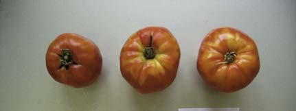 NAP 03-85 Tomaten Anbau 2007 Accenname: Riesentomate Elsass Accenumb: GE-851 Instcode: PSR Kalenderwoche Ertrag in kg Anzahl Früchte Durchschnittliches Gewicht in Gramm 30 0 0 0 31 2.675 9 297 32 0.