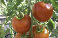 Accenname: Tomate Lutschig Zürich Accenumb: GE-715 Instcode: PSR Bemerkungen: Rote kleinfrüchtige, aber wenig süsse Tomate. Von der Grösse und der Form her liegt sie im Trend.
