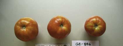 NAP 03-85 Tomaten Anbau 2007 Accenname: Herztomate Riehen Accenumb: GE-846 Instcode: PSR Kalenderwoche Ertrag in kg Anzahl Früchte Durchschnittliches Gewicht in Gramm 30 2.185 12 182 31 1.